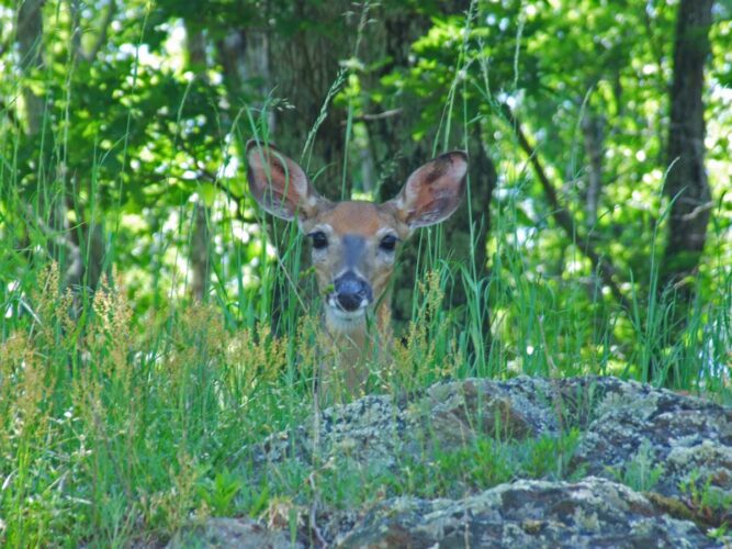 Coexisting with Deer on Rural Properties